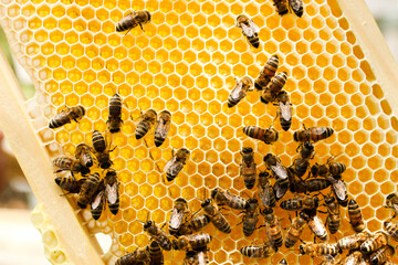 Golden honeycomb with bees