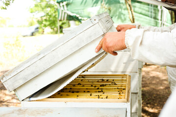  beekeeper opens the bee house
