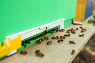 Bees fly into a wooden bee hive