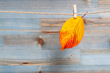 autumn leaves on a wooden clothespin isolated
