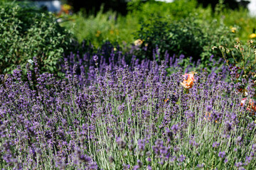 Blooming lavender in the garden