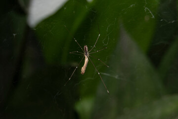 Araña de patas largas