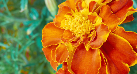 Obraz na płótnie Canvas Marigold. Orange Terry flower close-up on a background of green leaves