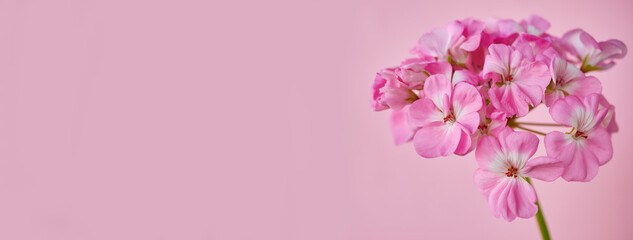 Inflorescence of pink geranium flowers close-up on a pink background. Banner - obrazy, fototapety, plakaty