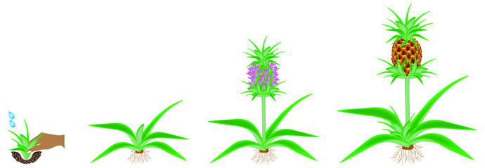 Cycle of growth of a plant of a pineapple isolated on a white background.