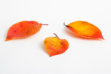autumn maple leaf isolated on white background
