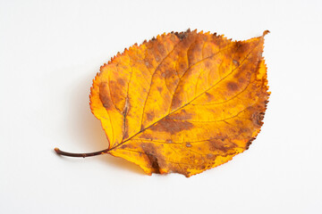 autumn maple leaf isolated on white background

