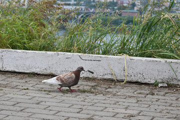Bird dove walks on the sidewalk