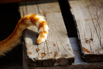 Tail of a ginger cat on a background of wood background. Copy space. 