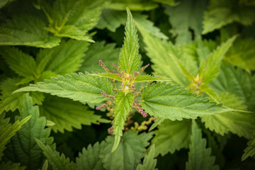 natural lighting of the frame. Wild, flower. The nettle is growing. Weed. Close-up.