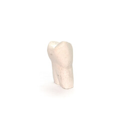 Plaster model of a maxillary first premolar tooth