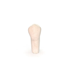 Plaster model of a maxillary first premolar tooth