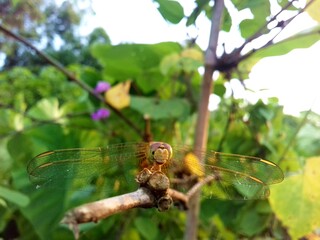 Close up of a dragonfly