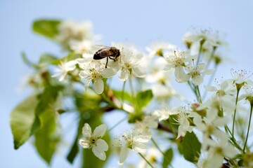 Bee On A White Cherry Blossom