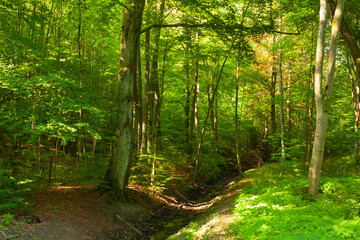 sunny day in the forest, lots of yellow light, green leaves, shallow forest stream