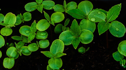 Tiny Balsam Plants