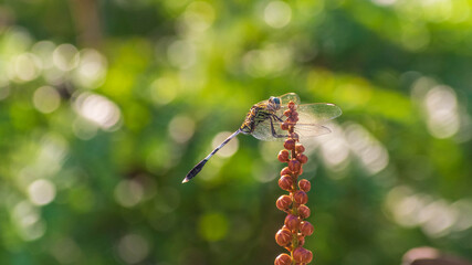 Fototapeta premium Dragonfly