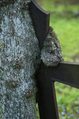 
a cross has grown in the tree