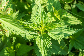 natural lighting of the frame. Wild, flower. The nettle is growing. Weed. Close-up.