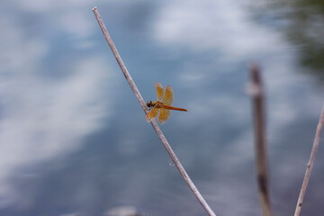 Obraz premium red Dragonfly on flower macro view. Dragonfly profile. Dragonfly macro view. red Dragonfly