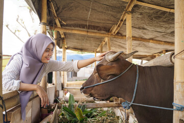 muslim female farmer feeding animal on traditional farm