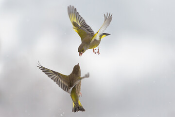 Air battle between European Greenfinches (Chloris chloris)