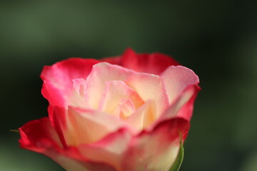 赤い花びらの縁がとてもかわいいバラの花
A rose flower with a cute color gradation.