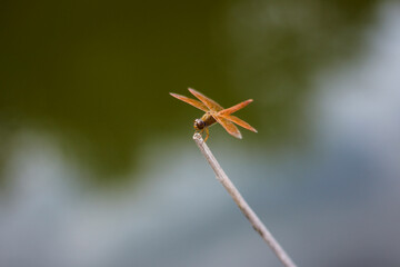 red Dragonfly on flower macro view. Dragonfly profile. Dragonfly macro view. red Dragonfly