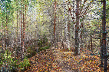 Landscape with forest and trees in it in summer or autumn day.