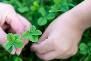 Kid and father hands holding the Five-leaf clovers (Five-leaf clovers signify  "prosperity and fortune").
