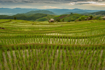 Fototapeta premium Pa Bong Piang Rice Terraces, Chiang Mai, Thailand, 21 July 2020. 
