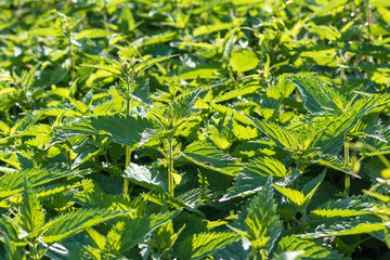 natural lighting of the frame. Wild, flower. The nettle is growing. Weed. Close-up.