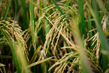 Close-up of yellow rice plants ready for harvest.