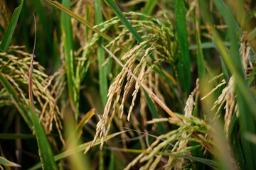 Close-up of yellow rice plants ready for harvest.