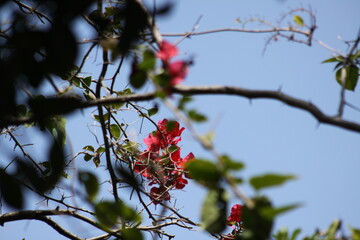 hermosa bugambilia enredada 