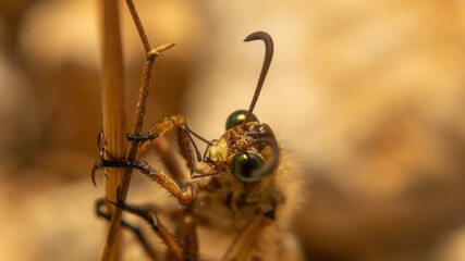 Fototapeta premium incredibly beautiful butterfly with transparent wings, summer