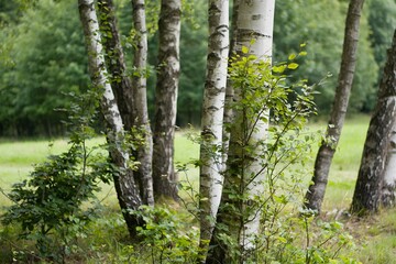 Silver Birch Tree Grove In Poland Stolowe Mountains