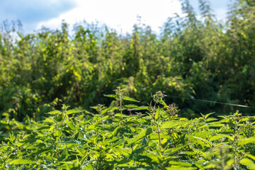 natural lighting of the frame. Wild, flower. The nettle is growing. Weed. Close-up.