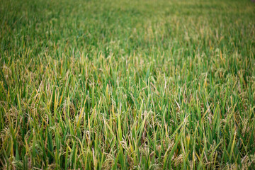 Obraz premium rice plant agriculture field. rice field at harvest time and panicle stage.