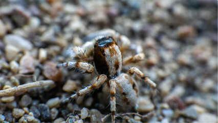 beautiful spider with brindle color on the sand, macro