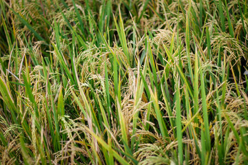 Close-up of yellow rice plants ready for harvest.