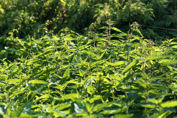 natural lighting of the frame. Wild, flower. The nettle is growing. Weed. Close-up.