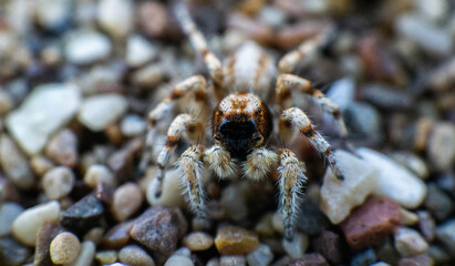 beautiful spider with brindle color on the sand, macro