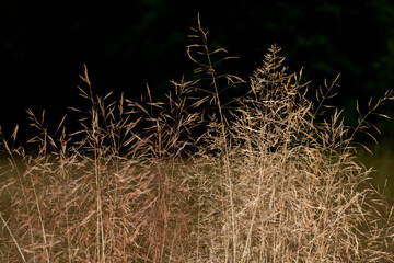 Kwitnąca trawa na dzikiej łące nocą, zbliżenie.