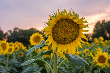 Sunflower field at the end of the day in Provence, France