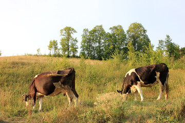 Black and white cows grazing on a summer pasture.