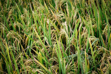 rice plant agriculture field. rice field at harvest time and panicle stage.