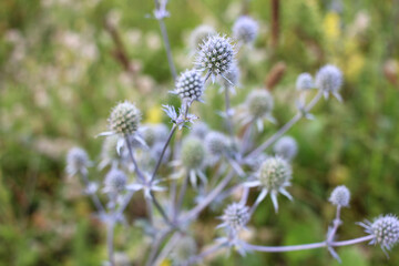 Sea Holly (Eryngium) purple-blue plant in the summer meadow
