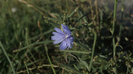 blue flowers in the grass