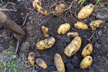 Harvesting Potatoes. Fresh Potatoes Dig From Ground With Spade. Fresh Potato
